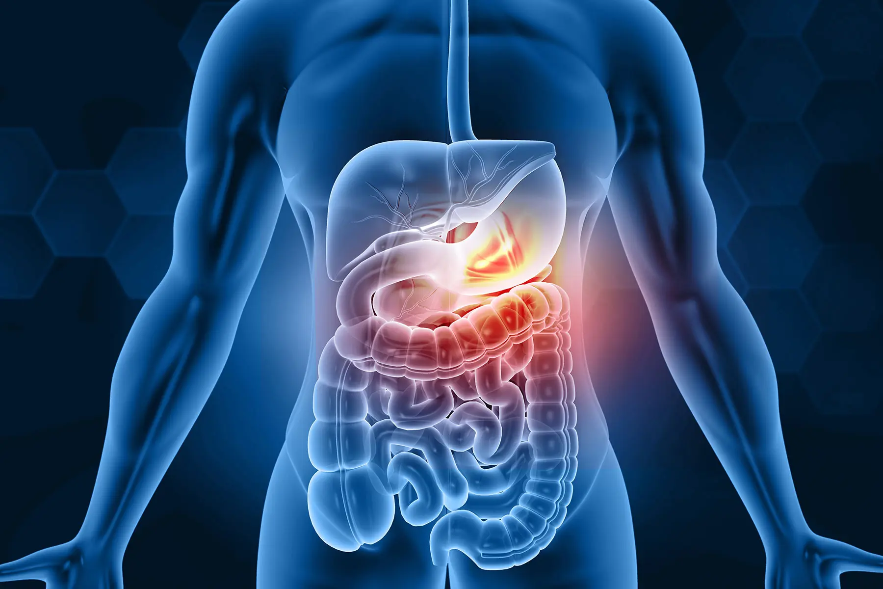 organs that are primarily affected by alcohol are highlighted within the body